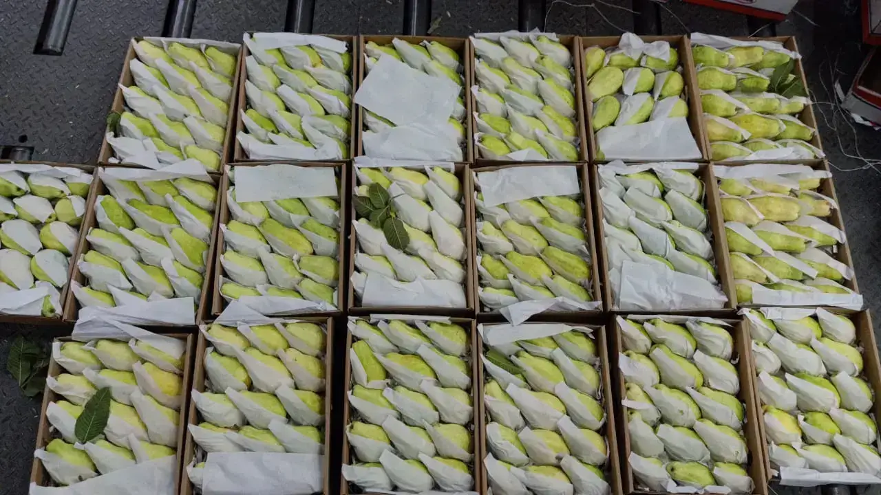   FRESH GUAVA EXPORTER FROM EGYPT